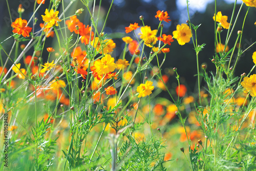 Orange and yellow flowers in a field