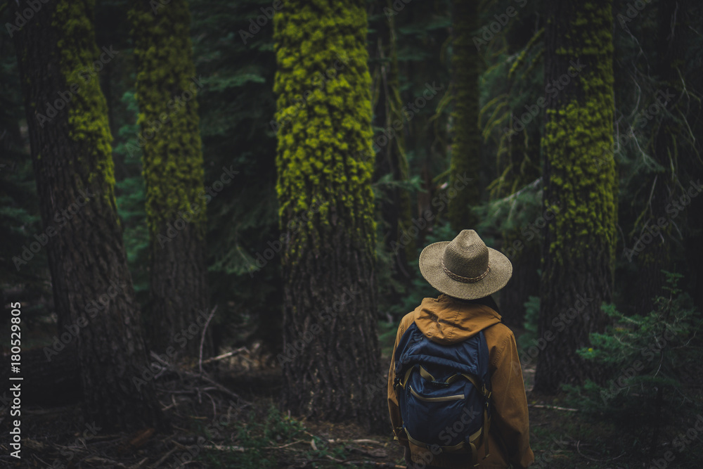 Explore Sequoia National Park