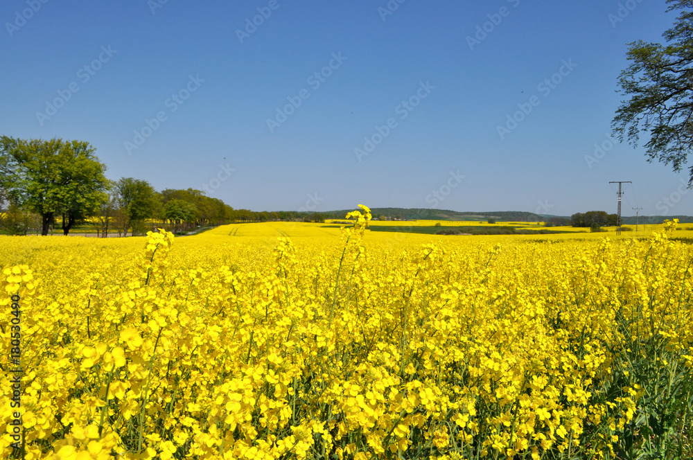 Raps - Rapsfeld, Vilmnitz, Rügen Raps - Rapsfeld, Vilmnitz, Rügen