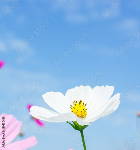 White flower group, beautiful In blue sky nature Background