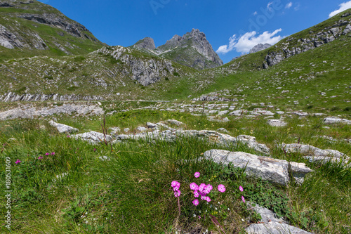 carnation between mountains in Montenegro