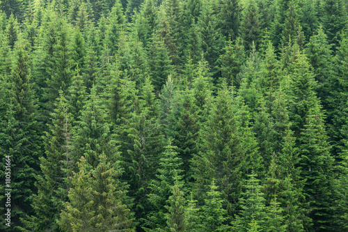 fir trees forest background photo