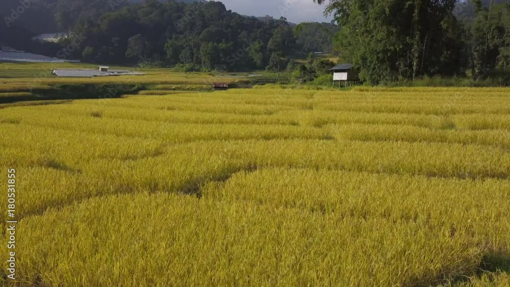 Aerial top view photo from flying drone of the Buddhist temple and fields in  the countryside of Chiang Mai, Northern Thailand