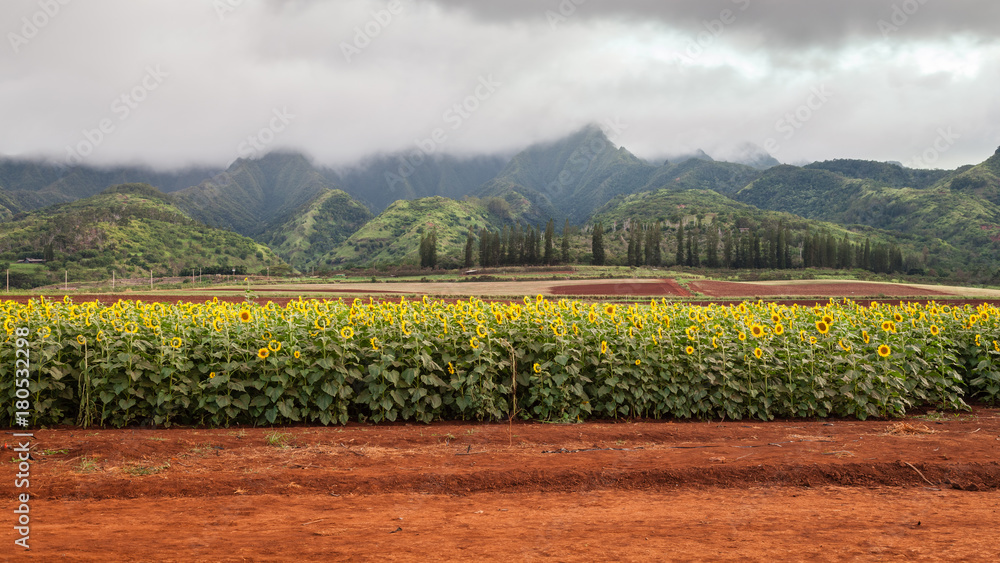 Fototapeta premium Sunflower Field Hawaii / Sunflower field and agriculture landscape and flower closeup in Oahu, Hawaii, USA.