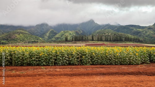 Fototapeta Naklejka Na Ścianę i Meble -  Sunflower Field Hawaii / Sunflower field and agriculture  landscape and flower closeup in Oahu, Hawaii, USA.