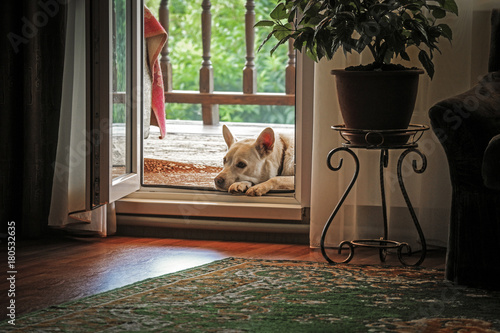 A white dog lies on the veranda near the front door to the house.