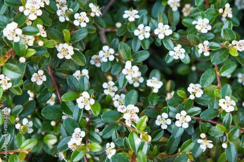 Cotoneaster integerrimus or european cotoneaster green foliage with white flowers