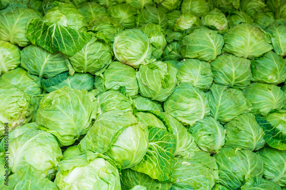 Fototapeta premium cabbage from field. cabbage background