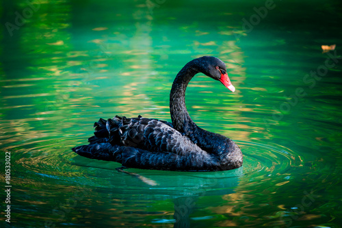 Fototapeta Naklejka Na Ścianę i Meble -  black swan In a pond
