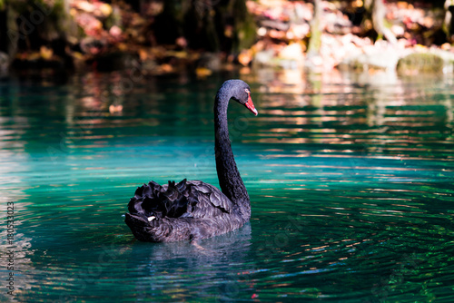 Fototapeta Naklejka Na Ścianę i Meble -  black swan In a pond