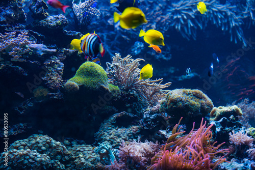 Fototapeta Naklejka Na Ścianę i Meble -  Underwater scene. Coral reef, colorful fish groups