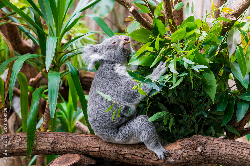 Fototapeta premium Koala Bear. koala on eucalyptus tree