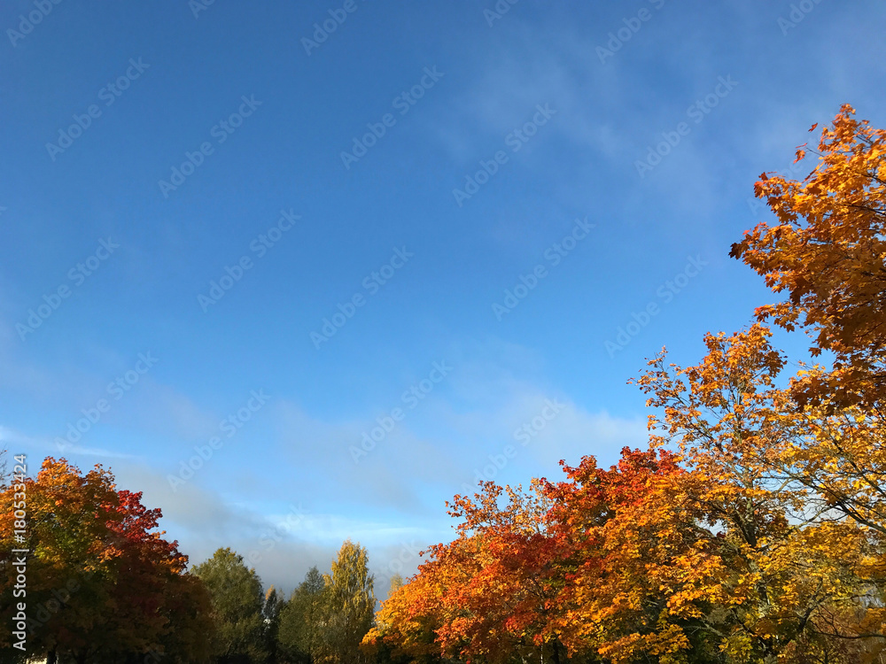 Bright autumn sky with high contrast trees with yellow and red leaves.