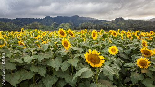 Fototapeta Naklejka Na Ścianę i Meble -  Sunflower Field Hawaii / Sunflower field and agriculture  landscape and flower closeup in Oahu, Hawaii, USA.