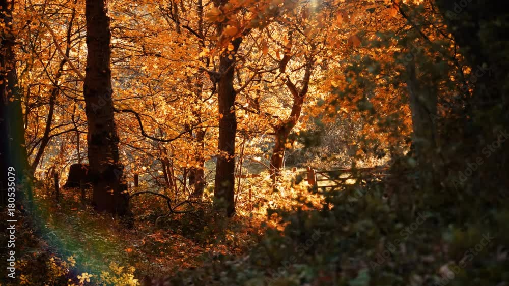 view of rural countryside view of autumn dirt track - Staffordshire, England: November 2017 view of rural countryside view of autumn dirt track - Staffordshire, England: November 2017