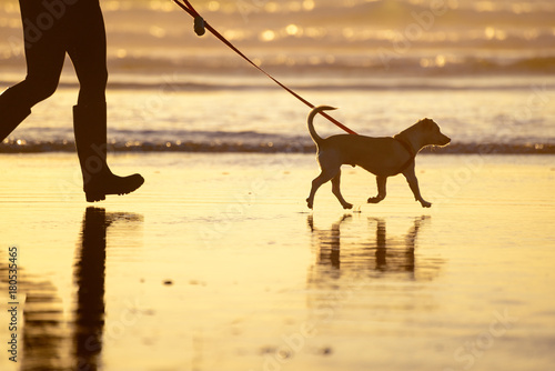 Fototapeta Naklejka Na Ścianę i Meble -  Dog walking on a leash on the beach at sunset