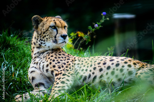 Male of Sudan cheetah