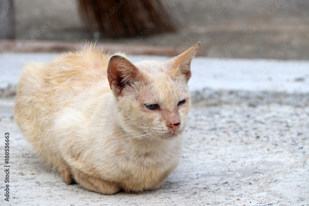 Light orange with white color of cat laying down on the concrete ground. a small domesticated carnivorous mammal with soft fur, a short snout, and retractile claws. It is widely kept as a pet.