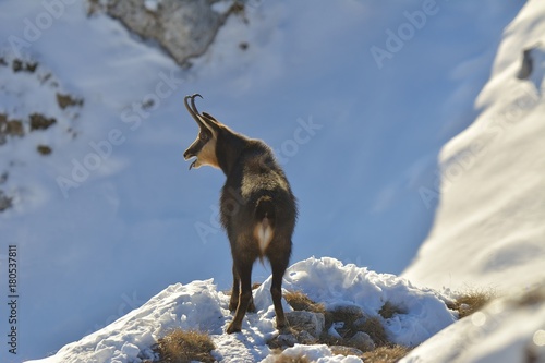 chamois, rutting chamois, high tatras, tatra nature, carpathian chamois, rupicapra rupicapra tatrica, protected species chamois
