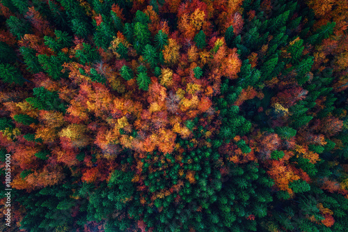 Aerial view over autumn forest landscape