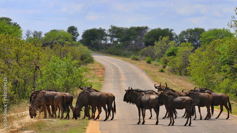 Fototapeta premium South Africa