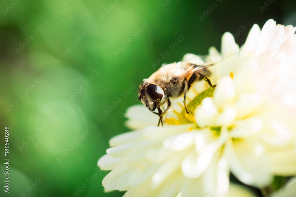 Bee on Chrysanthemum Bee on Chrysanthemum