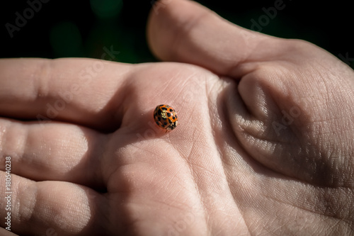 Ladybug in hand