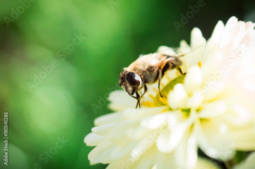 Bee on Chrysanthemum © Alexandra