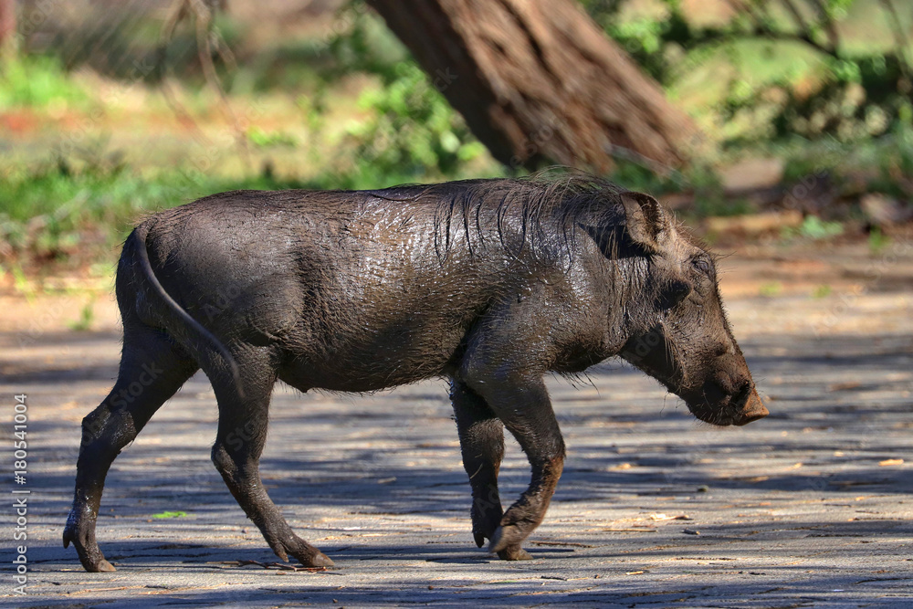 Fototapeta premium South Africa