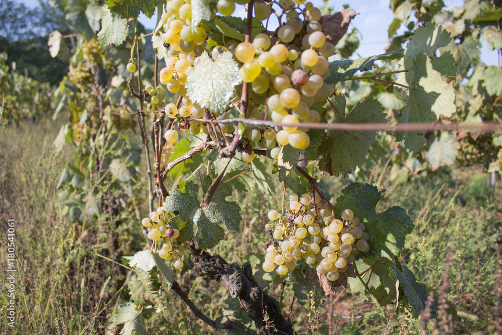 Detail of Handmade grape harvest in Georgian Vineyard. Ripe grape growing at wine fields. Nature background with Vineyard. ripe grapes in the vineyard