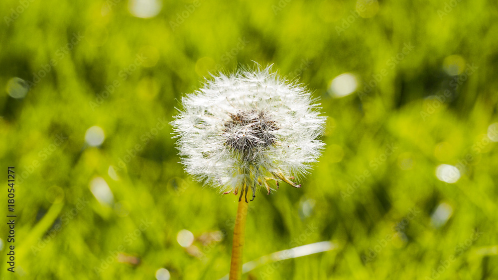 Obraz premium Fluffy dandelion in the garden in a sunny day.Green background.