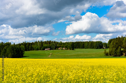 Swedish rapeseed field with green fields and the typical red Swedish buildings and blue sky’s in the background. Fantastic depth.              