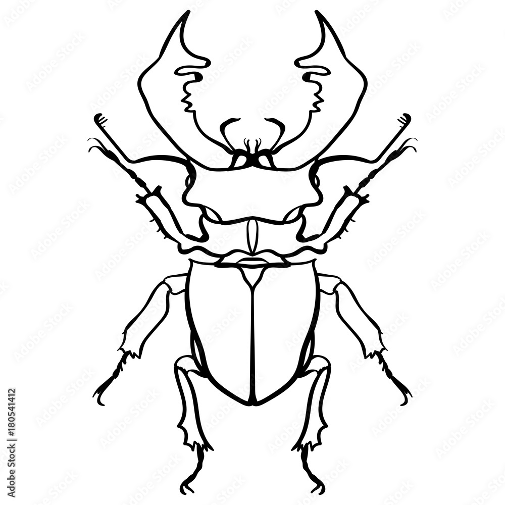 Fototapeta premium Beetle deer. Horned Beetle. Big Insect Line art