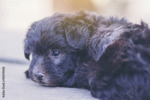 Little black puppy lying on the floor. close up black eye