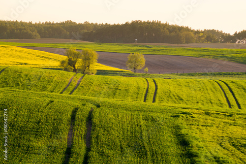 spring, green field-panorama