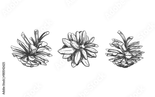 Pine cone . Vector hand drawn illustration. Isolated objects. Christmas cones set in sketch style. Fir-tree cones