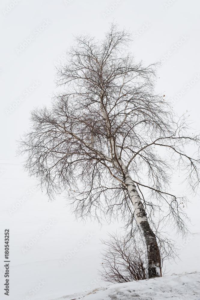 solitary winter birch