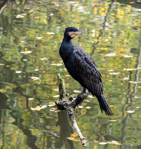 Obraz na płótnie Kormoran - Phalacrocorax carbo