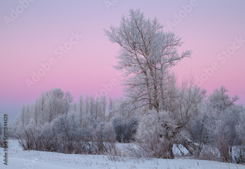frosty evening in poplar grove © smolskyevgeny