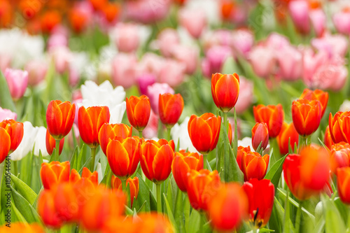 focus on orange tulip flower on flower field