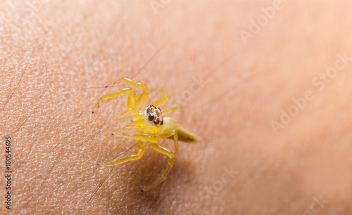 pretty yellow jumping spider on finger