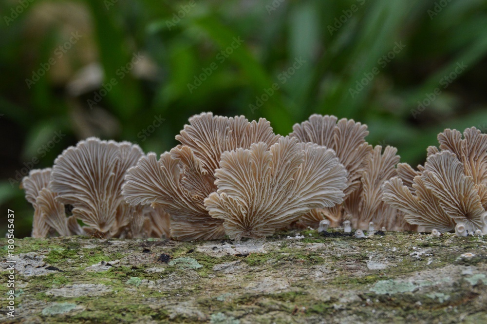 Schizophyllum commune Schizophyllum commune