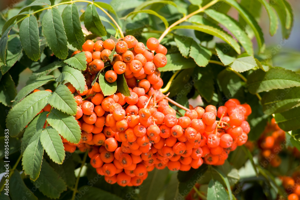 ashberry ashberry