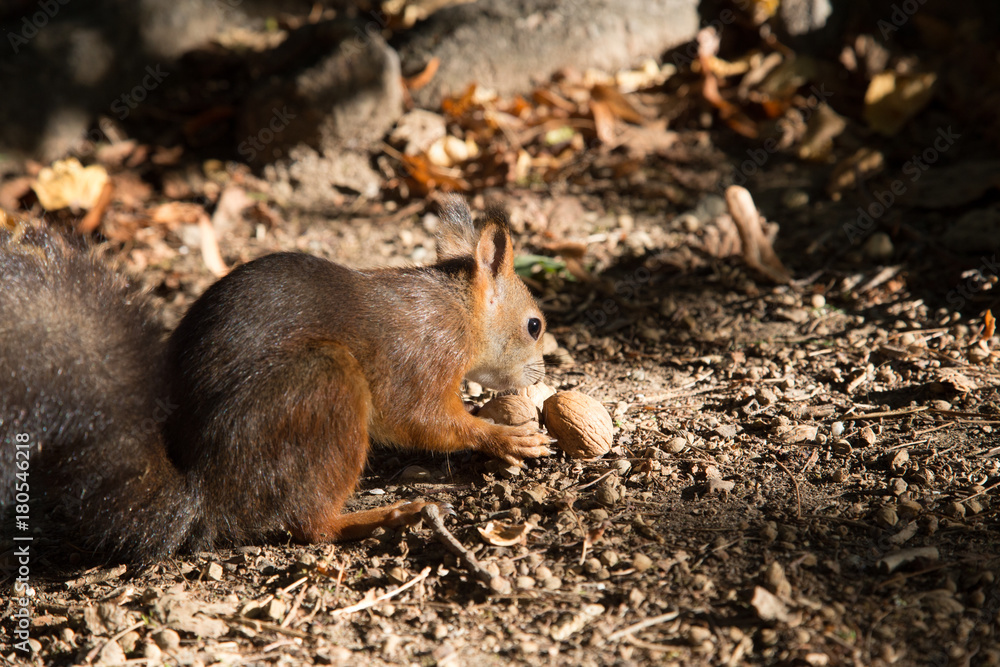 a view of a curious red squirrel