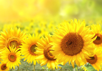 Wandcirkels Zonnebloem Zonnebloemen op wazige zonnige achtergrond  © frenta