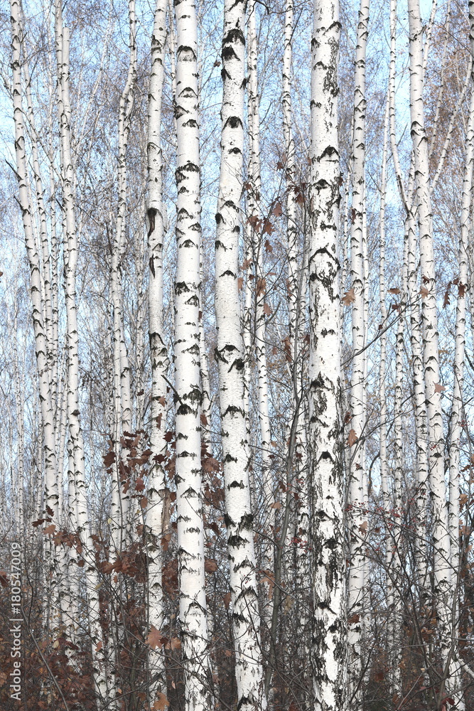 Trunks of birch trees in forest / birches in sunlight in spring / birch trees in bright sunshine / birch trees with white bark / beautiful landscape with white birches