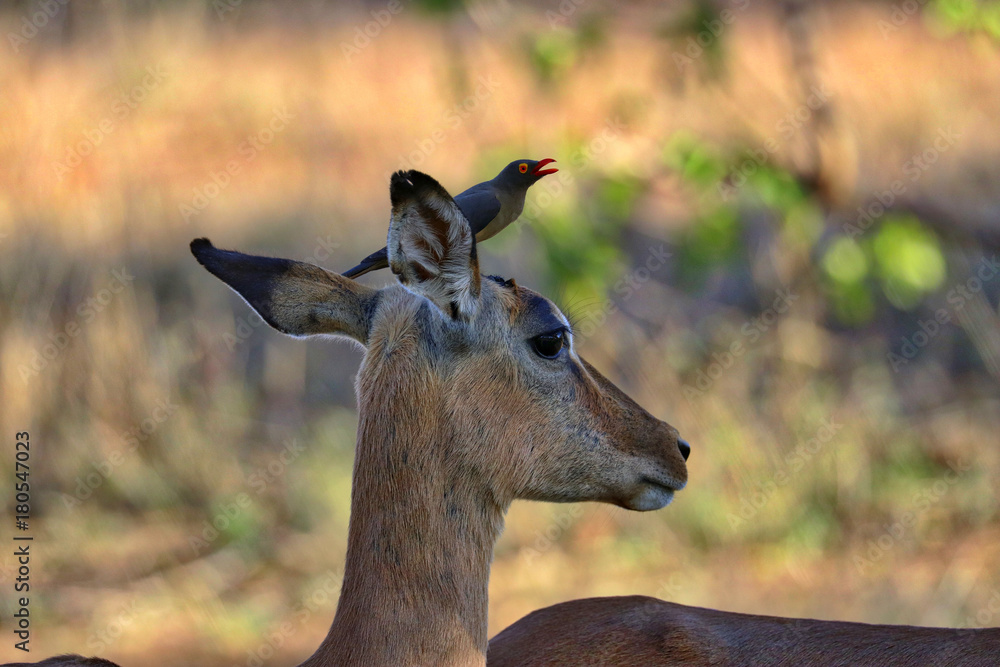 Obraz premium South Africa