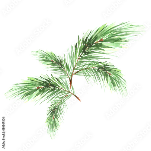 Branch of spruce  pine  cedar tree. Painted in watercolor  hand-drawn graphics. On a white background. For postcards  logos  your design.