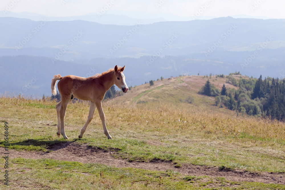 foal on the background of mountainous terrain. foal on the background of mountainous terrain.