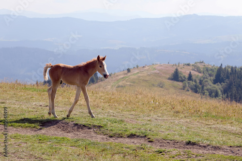 foal on the background of mountainous terrain.